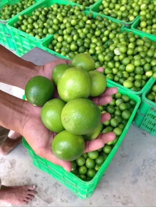 FRESH LIME LEMON from VIETNAM GREEN FRESH Maturity 6kgs-8kgs 0.016 Kg a Grade 4-5cm TT LC COMMON Cultivation