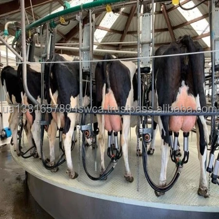 Holstein Heifers Cow 2.jpg