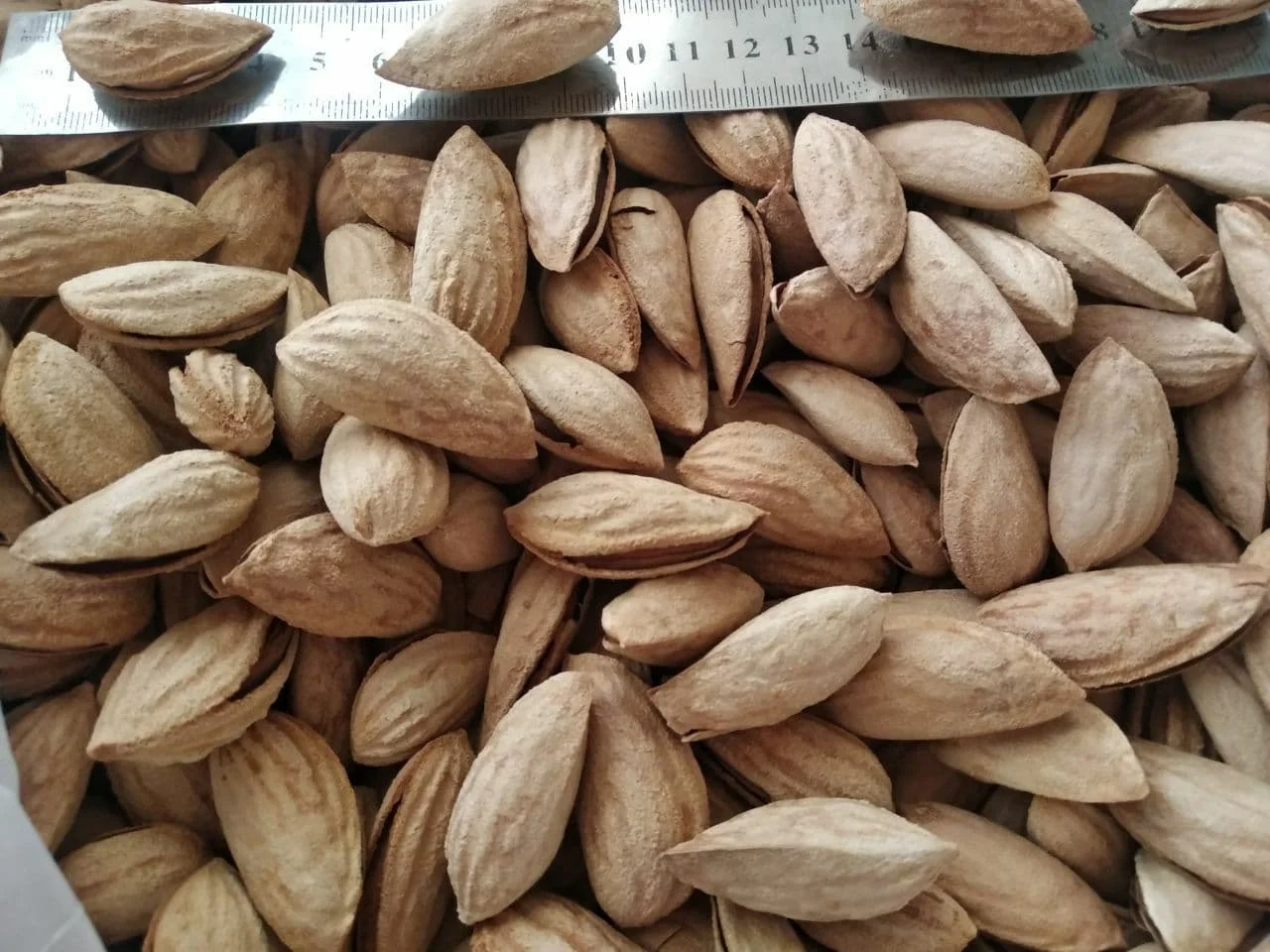 Best quality raw natural almond nuts