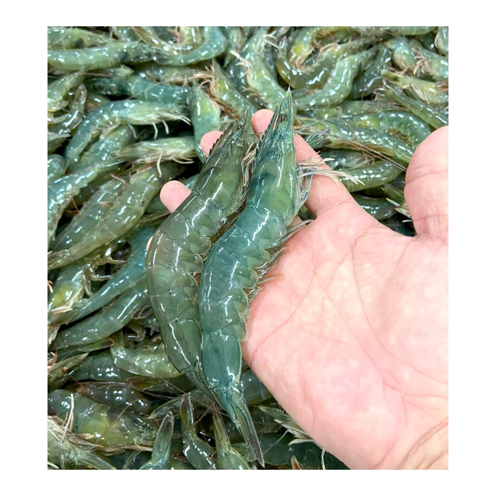 
500gm Seasonal Large Emerald Prawns Have Sodium Free And Chemical Free Shipping From Malaysia 
