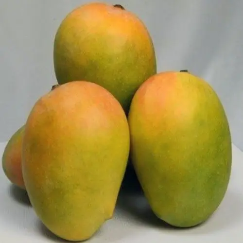 
Kesar Mangoes 