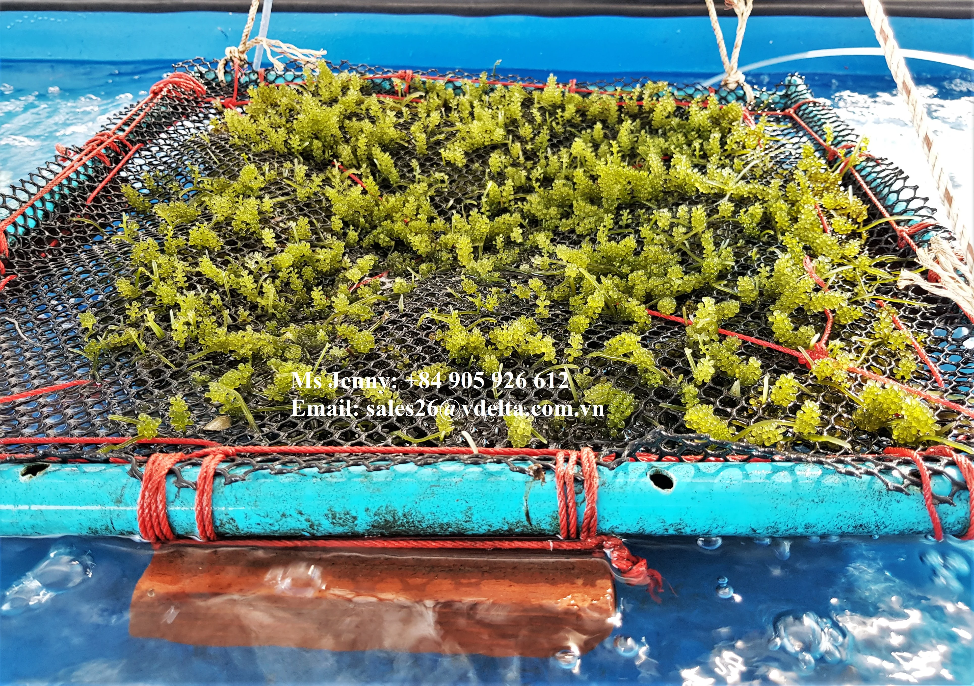 
Organic Sea Grapes - Japanese Umibudo Green Caviar - Delicacy Seaweed - Dehydrated, Marinated Lato Seaweed in Salt 