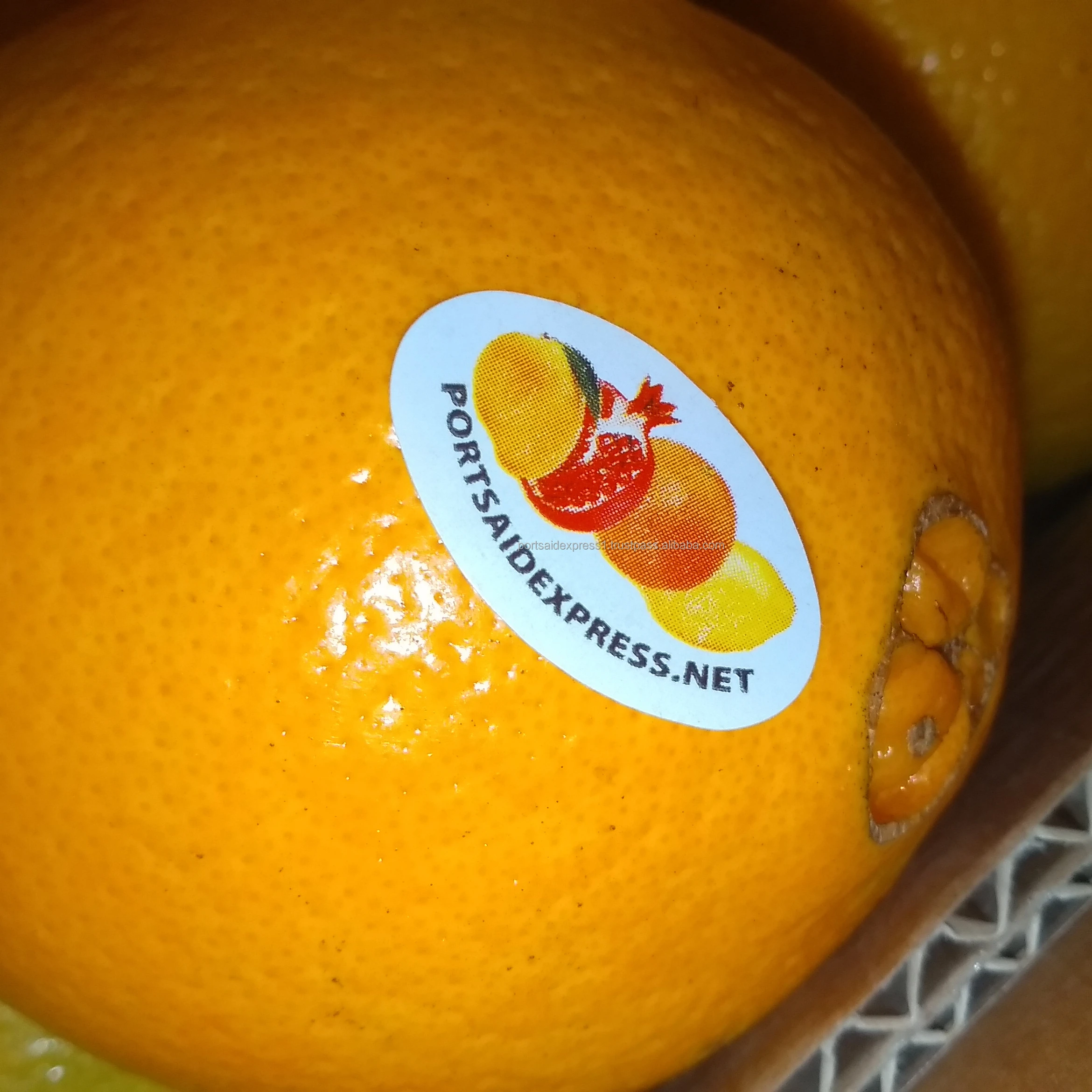 fresh navel & Valecia & mandarin  & Marcott