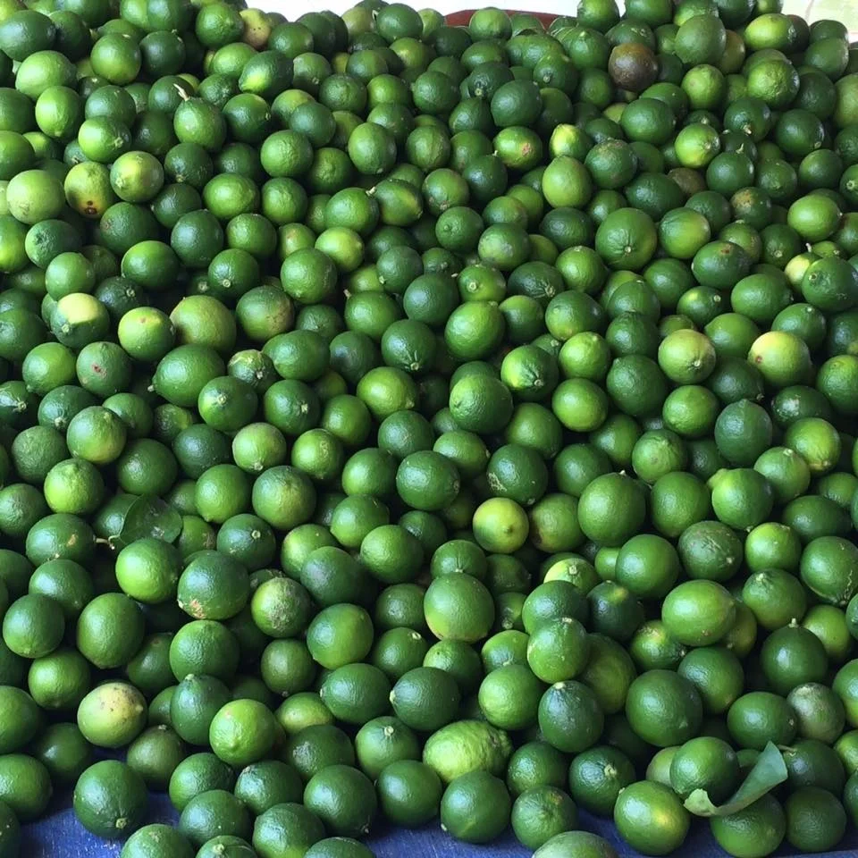 
Fresh Lime grade 1A new crop 2020 