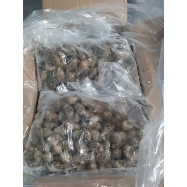 Best quality of Topshell from Pakistan