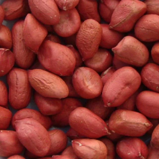 Keeping it real. Peanuts or Groundnuts Ready to Exports