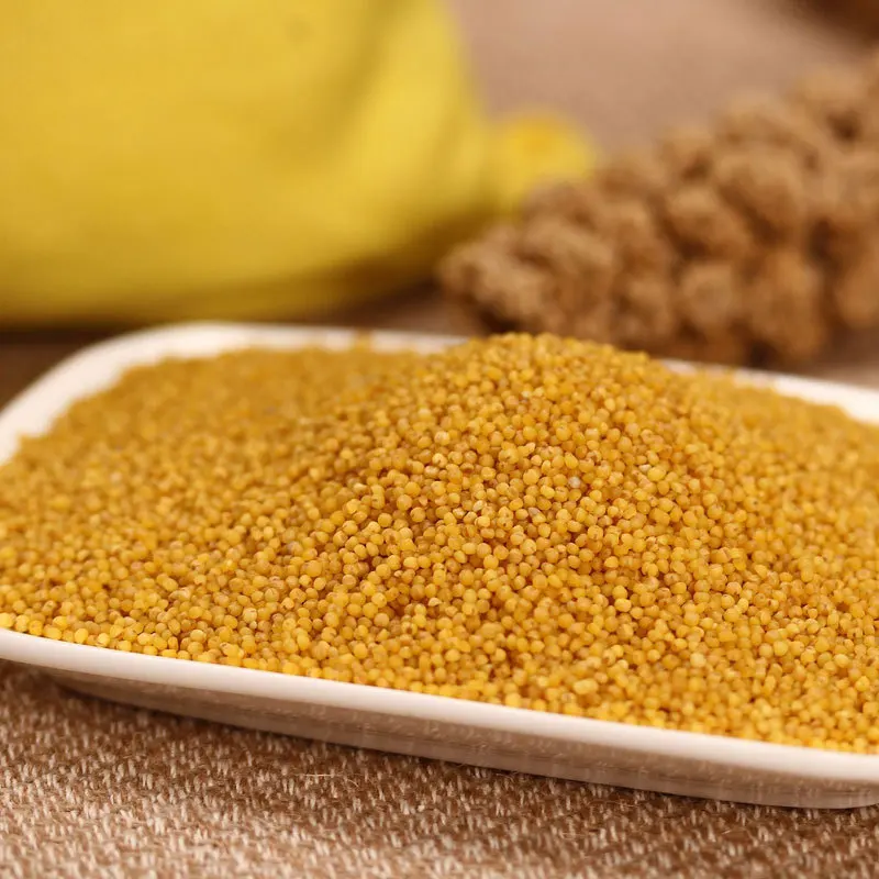 Malted yellow millet for sale