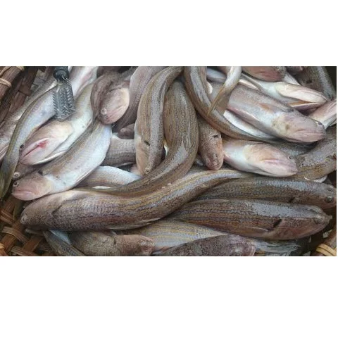 High Quality Common OCOP Air-dried 12 Months Natural Body Cleaned Lizard Fish with Vacuum Packaging From Vietnam For Sale