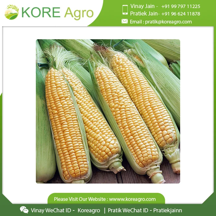 
Non-Glutinous Yellow Corn Maize Seeds 100% Natural Quality Corn Seeds For Poultry Animal Meal 
