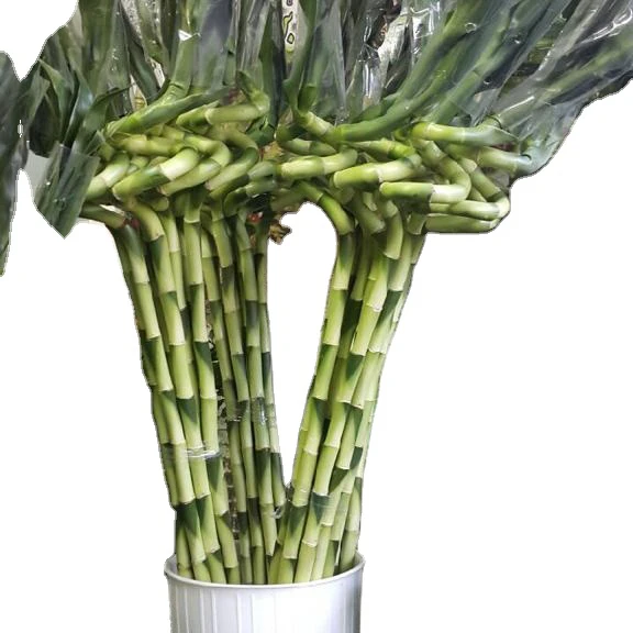 Счастливый бамбук