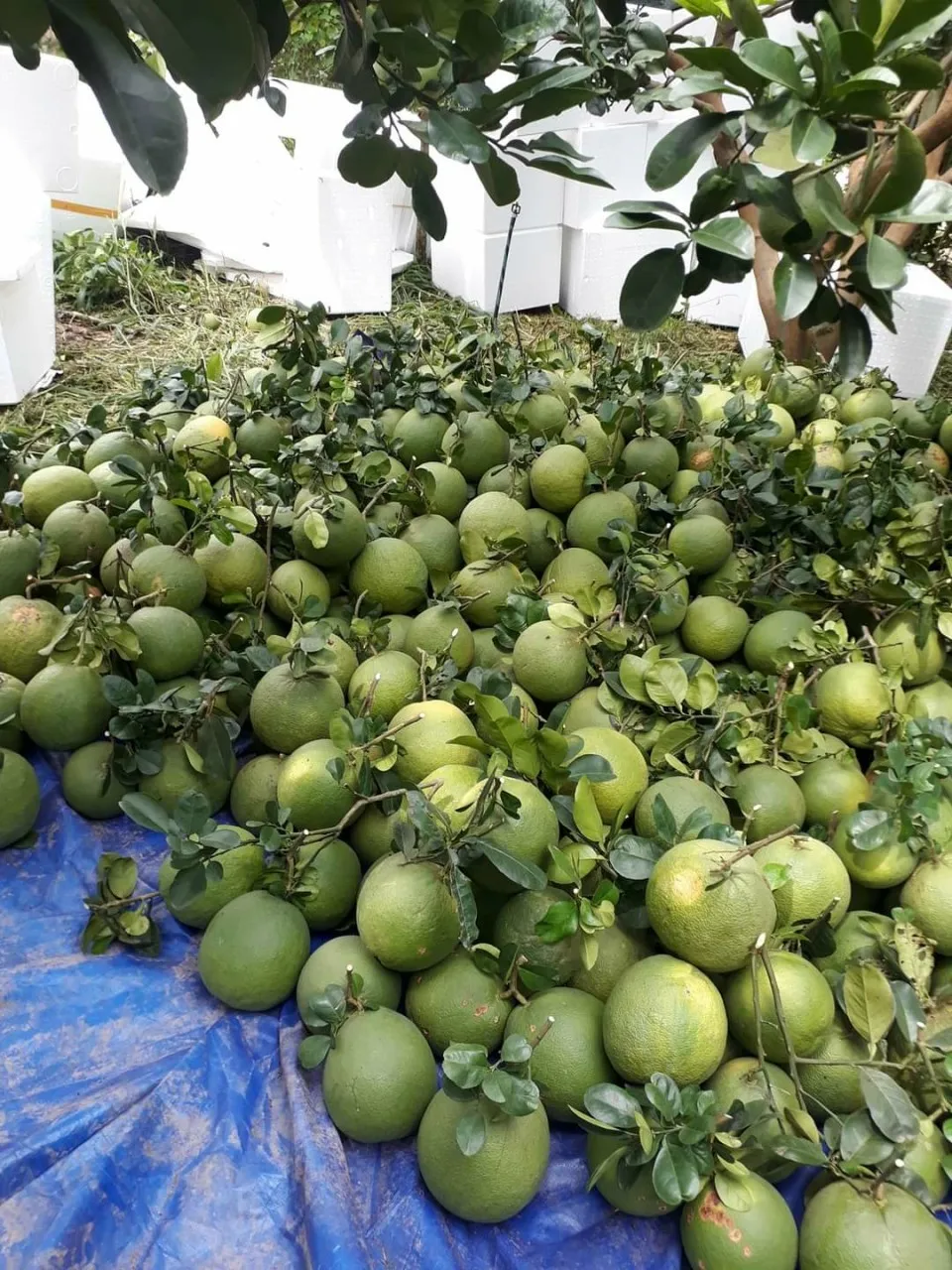 Fresh Grapefruit/ Pomelo from Vietnam - 100% High Quality Fruit
