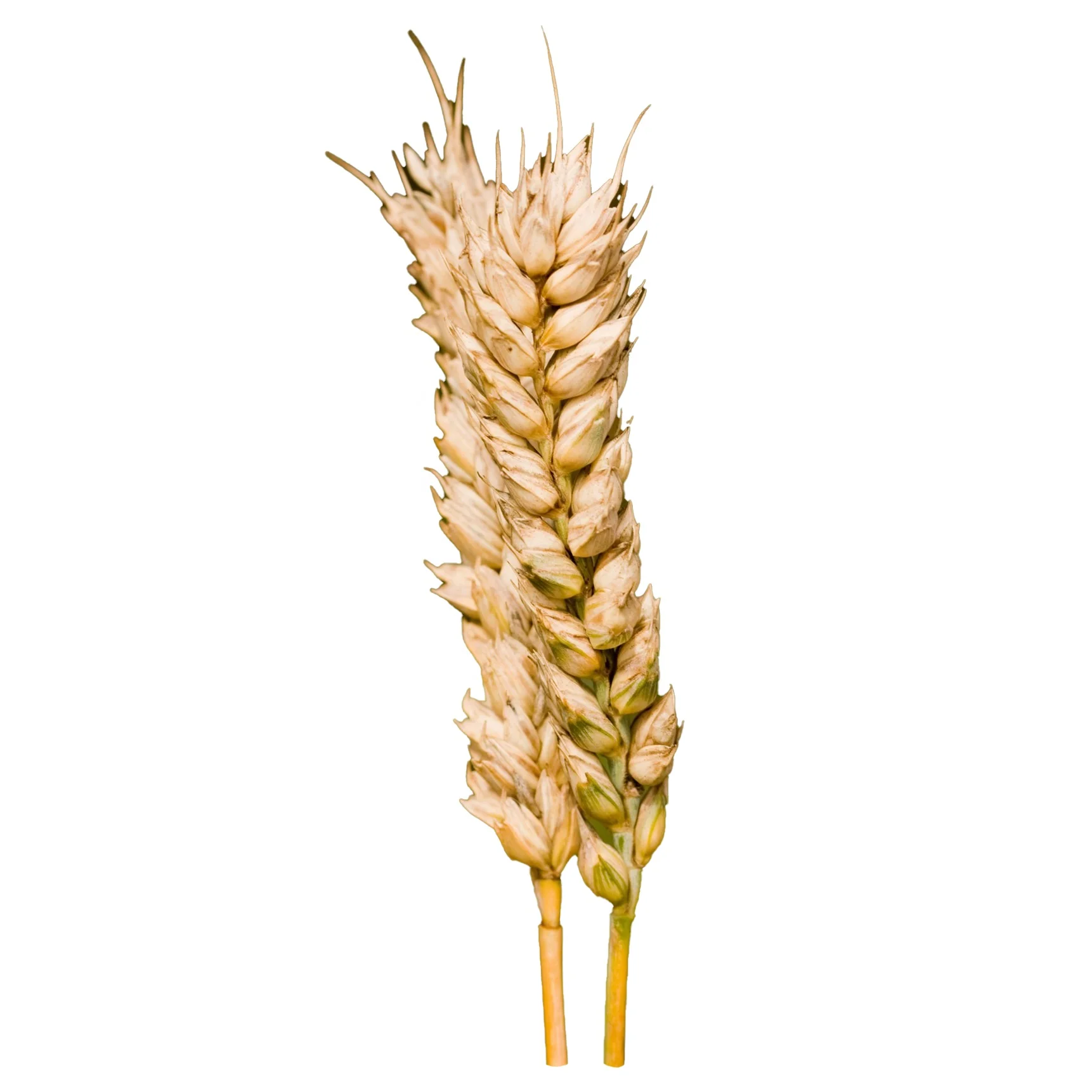 Высококачественная натуральная цельная пшеница