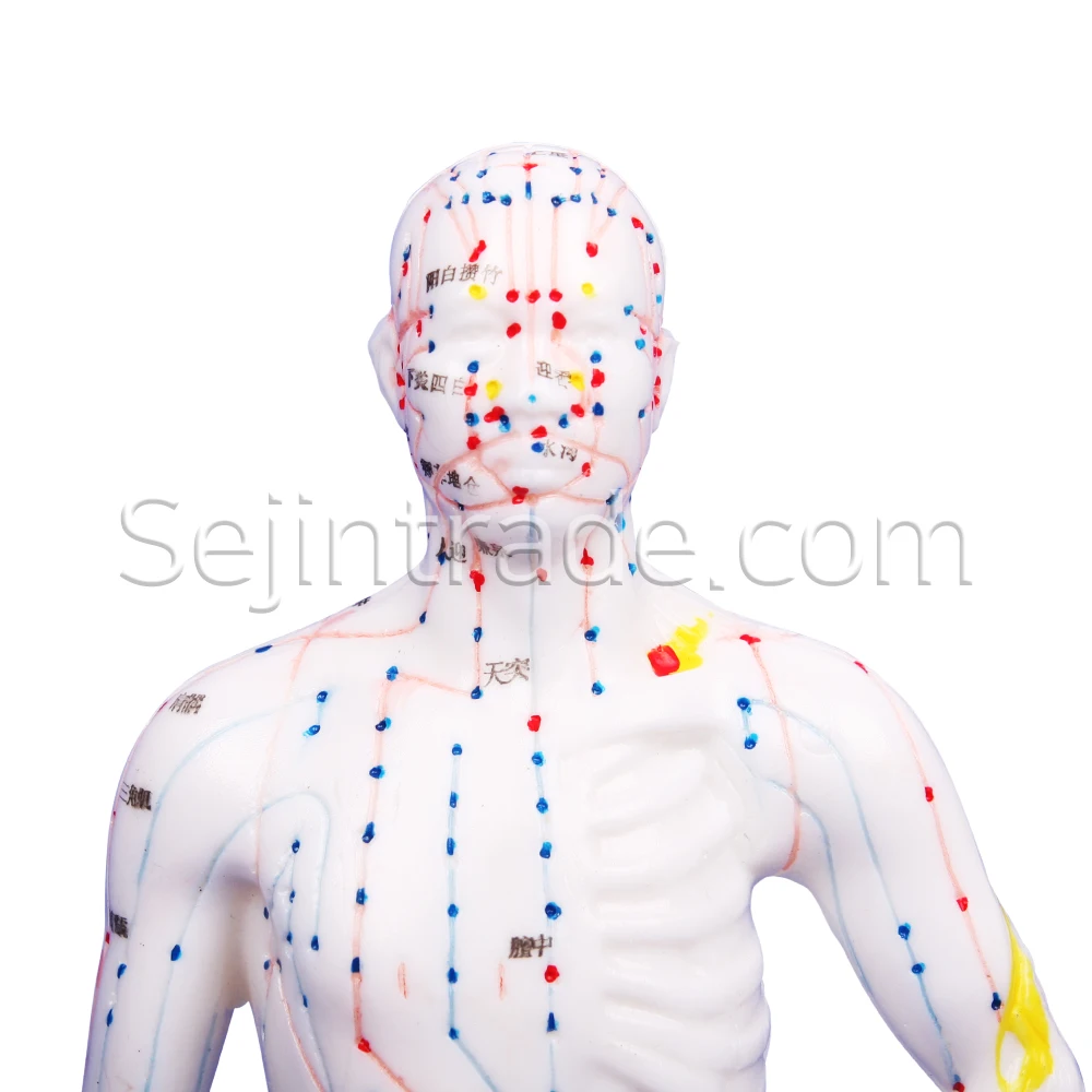 
Acupuncture needle Hospitals Anatomical Human Model Rubber Body Model 26cm for Sale massage clinic moxa Chinese medicine model 