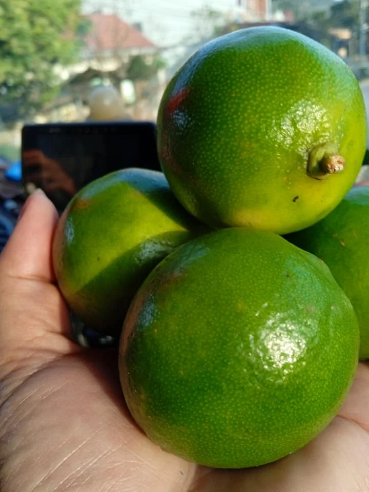 Frozen vietnamese lime fast delivery good price +84816719979