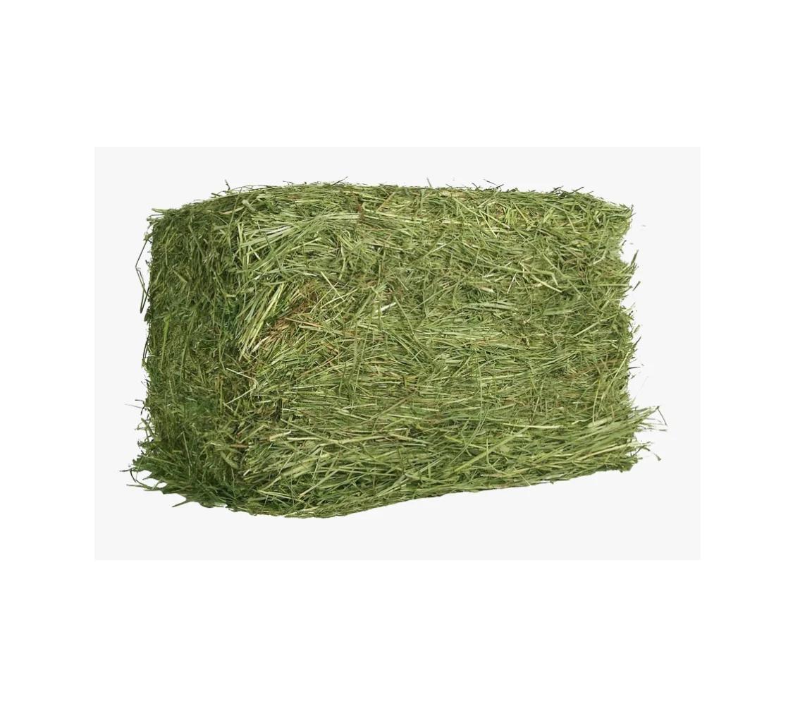 Best Quality Wholesale Alfalfa hay For Sale In Cheap Price