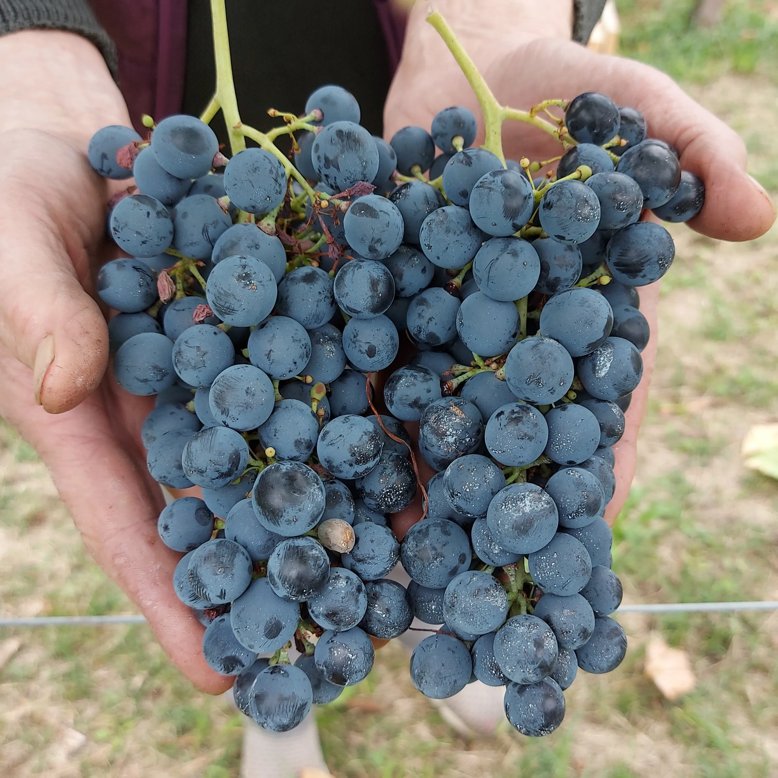 Unique Special selection quality SCHIOPPETTINO DI PREPOTTO Doc 75cl Vigna Petrussa Italian Red Wine for restaurant wine bar