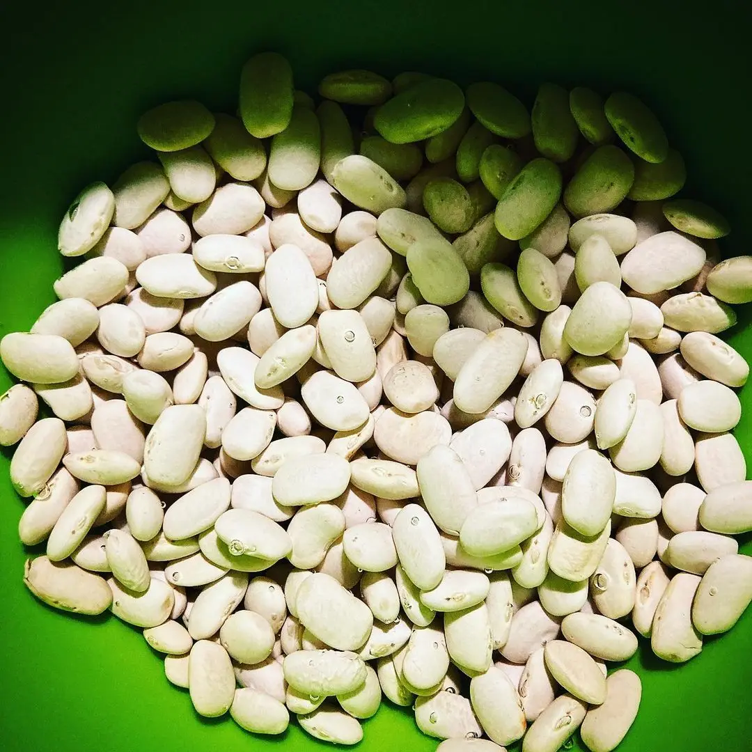 
Premium Quality Hot Selling Dried White Butter Beans at Attractive Price 