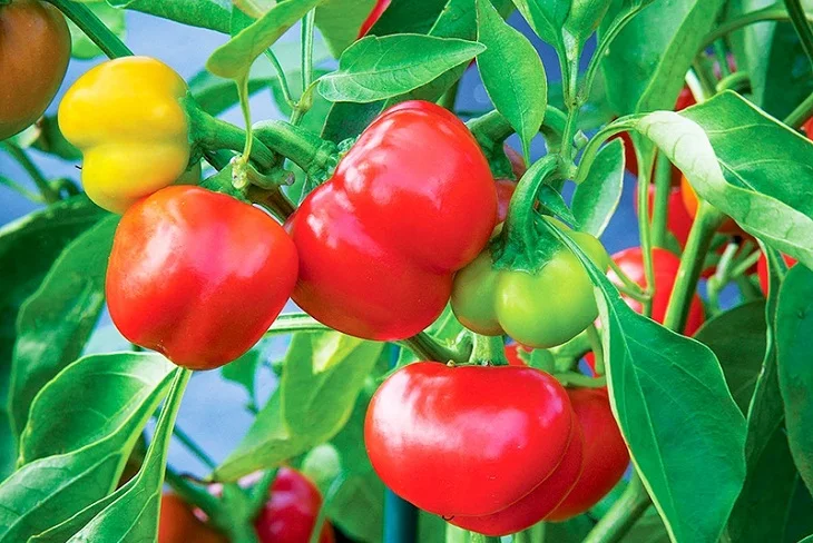 Вьетнам-натуральный продукт-высокое качество и Лучшая цена на экспорт многие