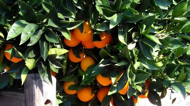 Natural Fresh Orange | Egyptian Origin | High Quality and Wholesale Price