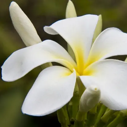 Frangipani Oil