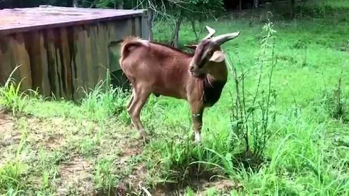 Spanish goats