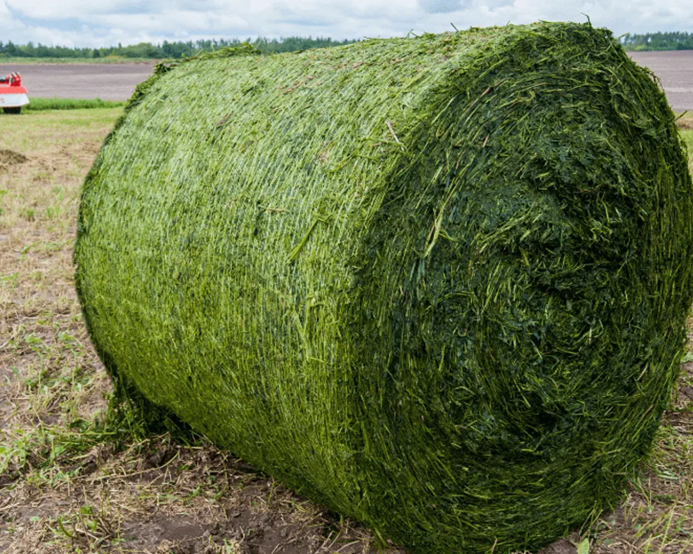 Высокое качество машина для преобразования люцернового сена животного корма/Сено кубиков/преобразования и кубики в первую очередь является отличным источником хорошего