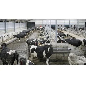  Корова и икры Holstein heifers для продажи