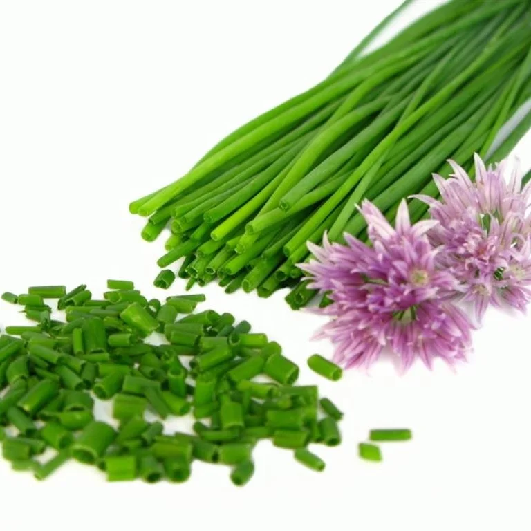 Ambe NS Supply India Chive Seed Extract