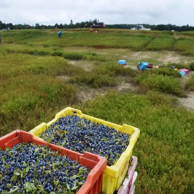Best top best Quality Fresh Strawberry Frozen Strawberry blue Berries Fresh Berries Fruits