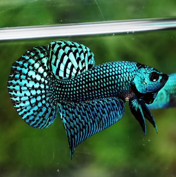 
WILD BETTA - Muticolor Thailand Betta Fish Premium Quality Plakat Siamese Fighting Fish Ornamental Aquariums 