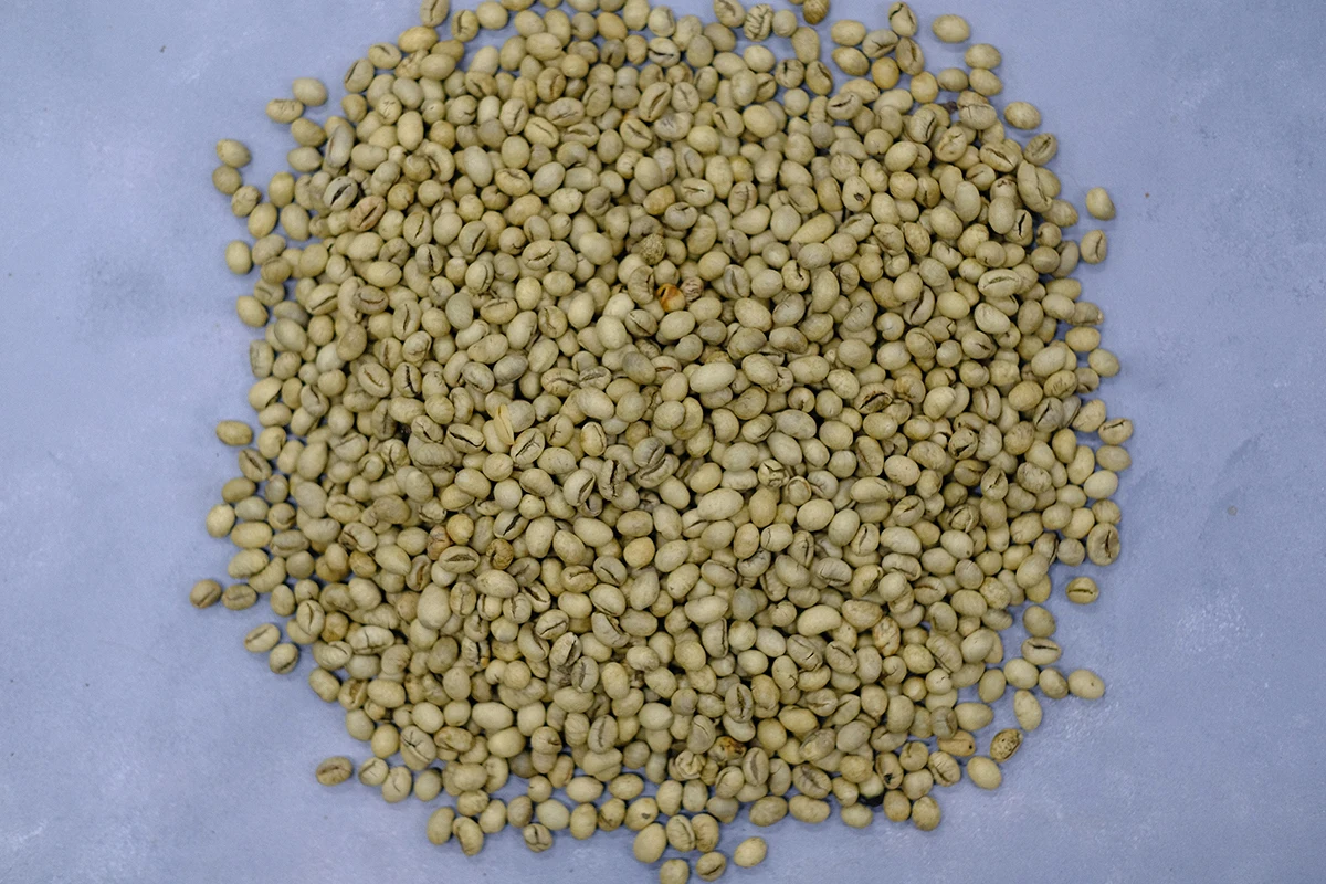 Высококачественный экспортный качественный мешок, сухие натуральные сортированные (CU18BM) Кули зеленые кофейные зерна от вьетнамского бренда