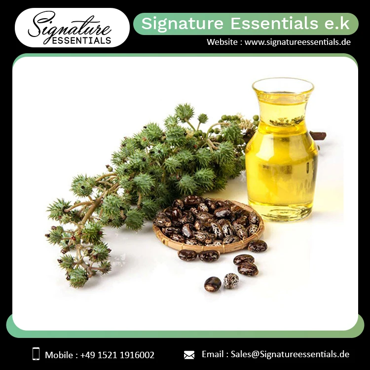 Top Quality Bulk Sale Castor Carrier Oil Cold Fresh Organic Oil for Hair Growth