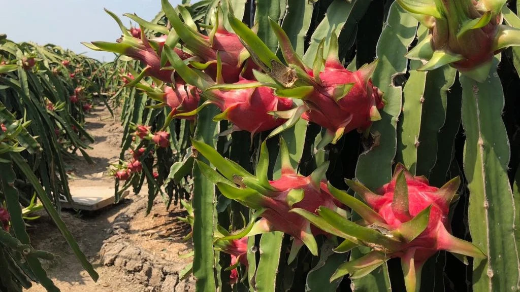 VIETNAM FRESH DRAGON FRUIT RED COLOR WHATSAPP WECHAT VIBER 0084326572671