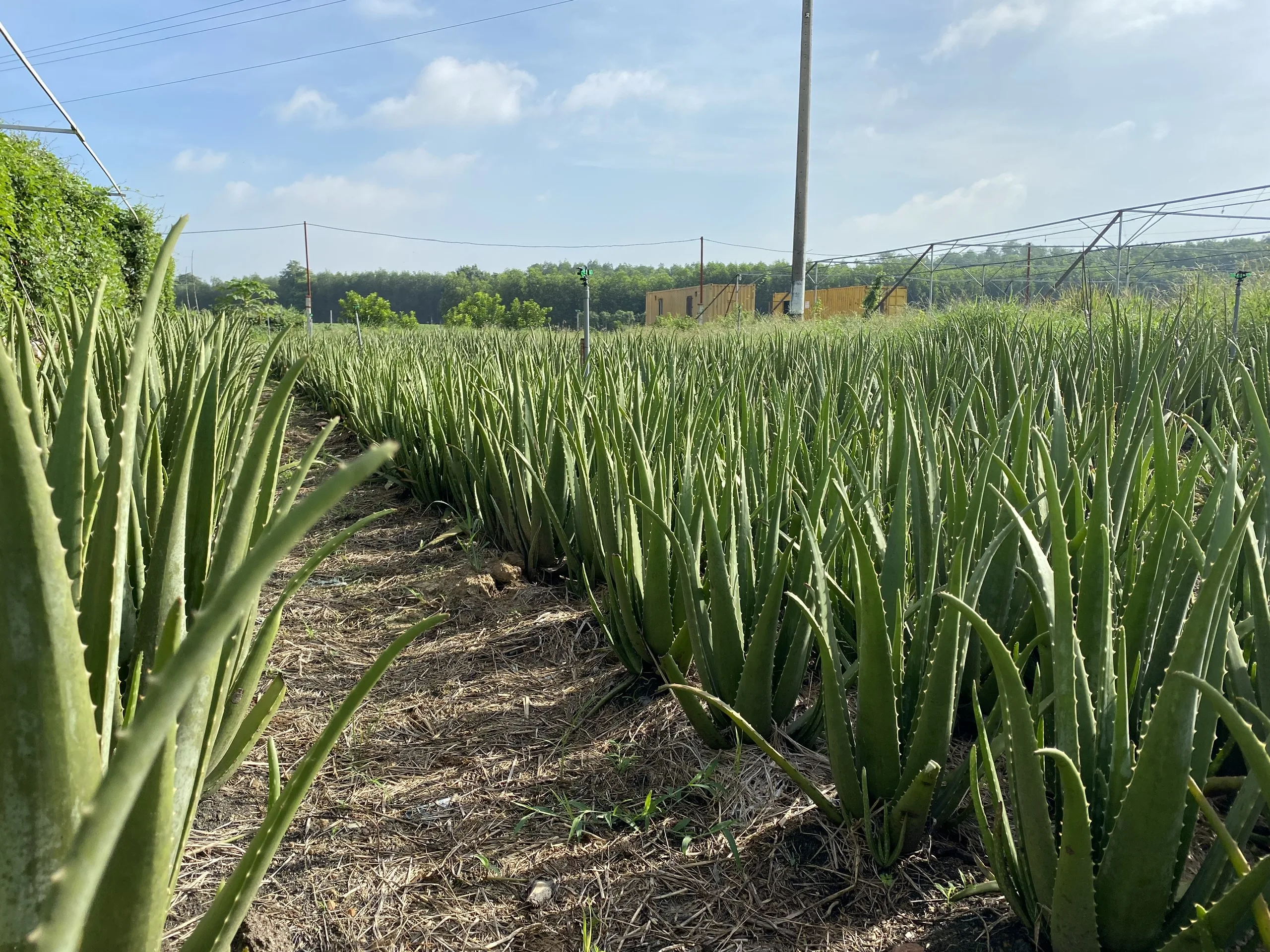 Organic and Fresh Vegetables TamEco Green Aloe Vera with Cosmetic Food And Pharmaceutical Ingredient
