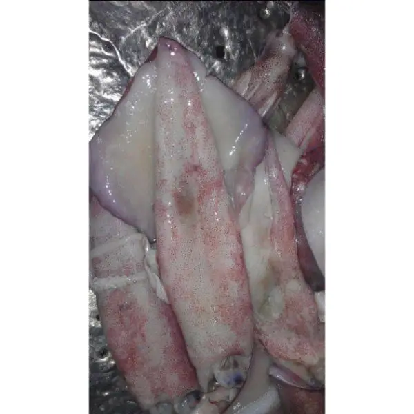 Замороженные морепродукты для продажи, цельнозамороженный лоолиго кальмар