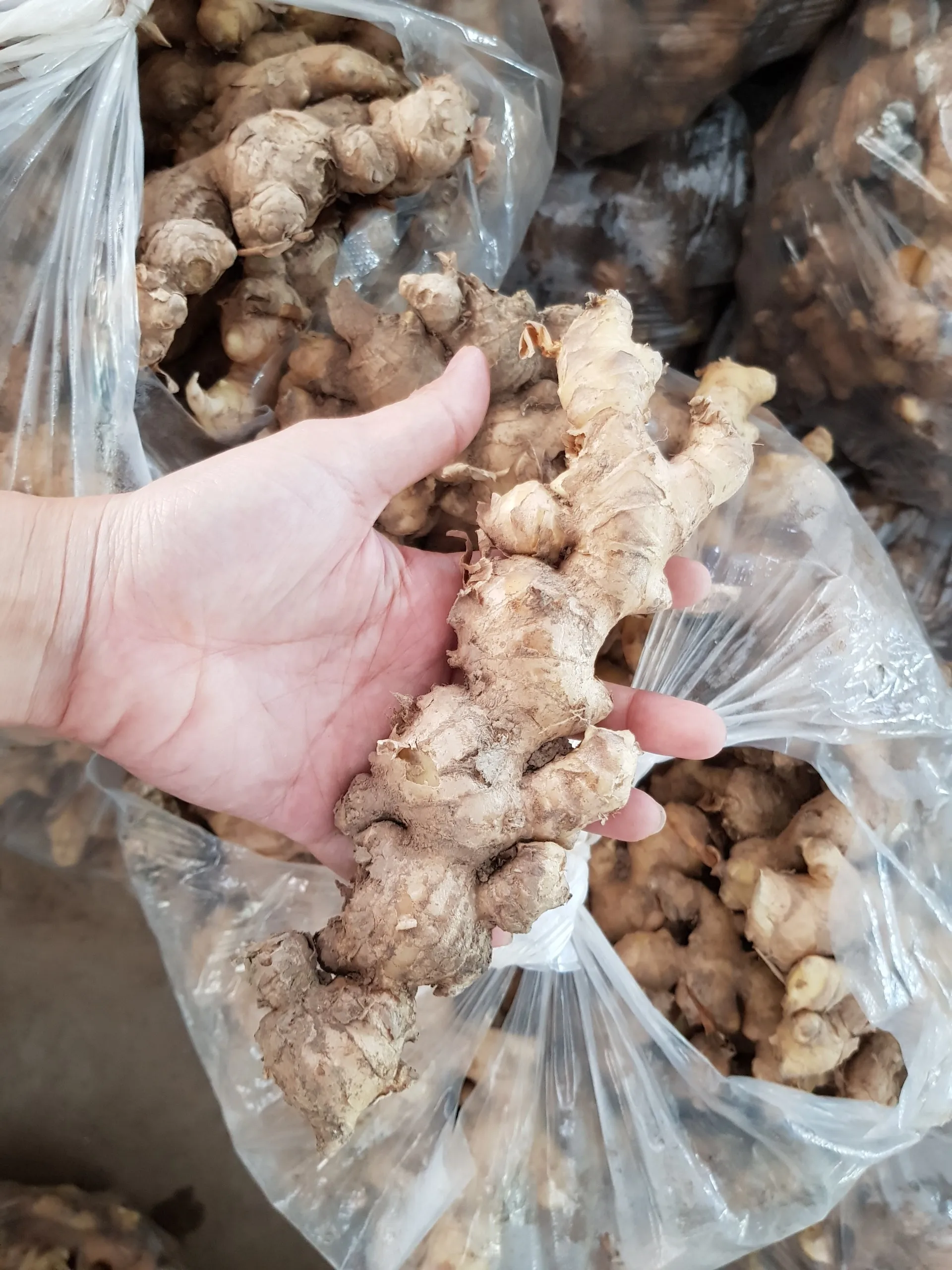 2020 NEW FRESH GINGER FROM VIETNAM