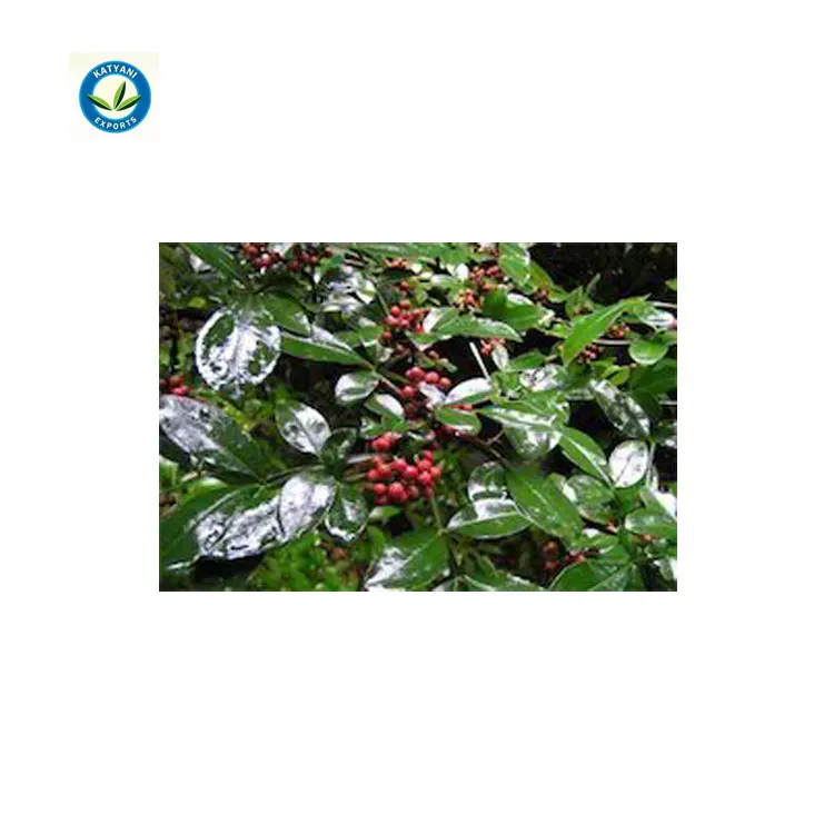 Widely Selling Top Quality Natural Tomar Seed Oil at Best Market Price