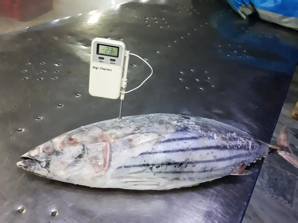 
Frozen Skipjack Tuna Whole Round IQF 