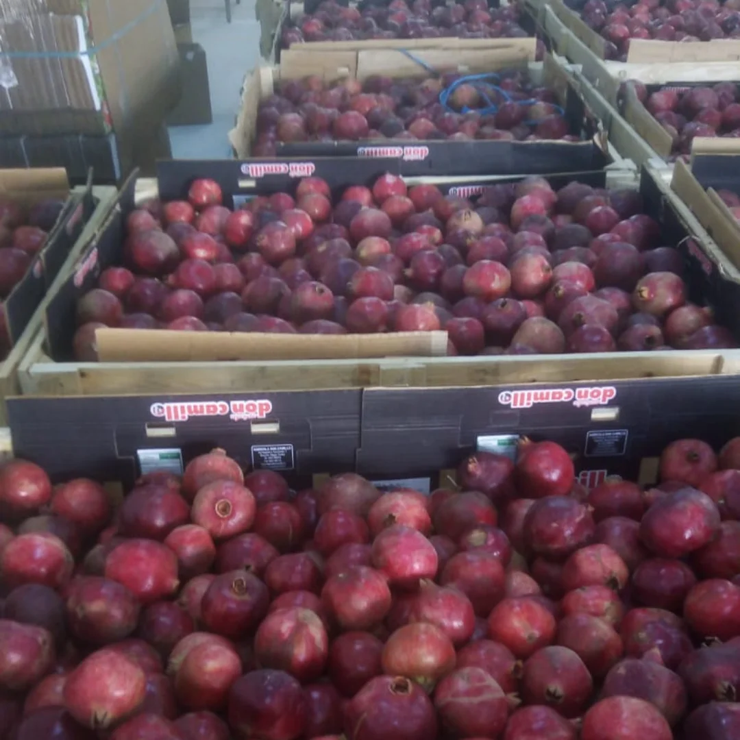 Fresh Red Sweet Pomegranate Organic Origin Tunisia to squeeze