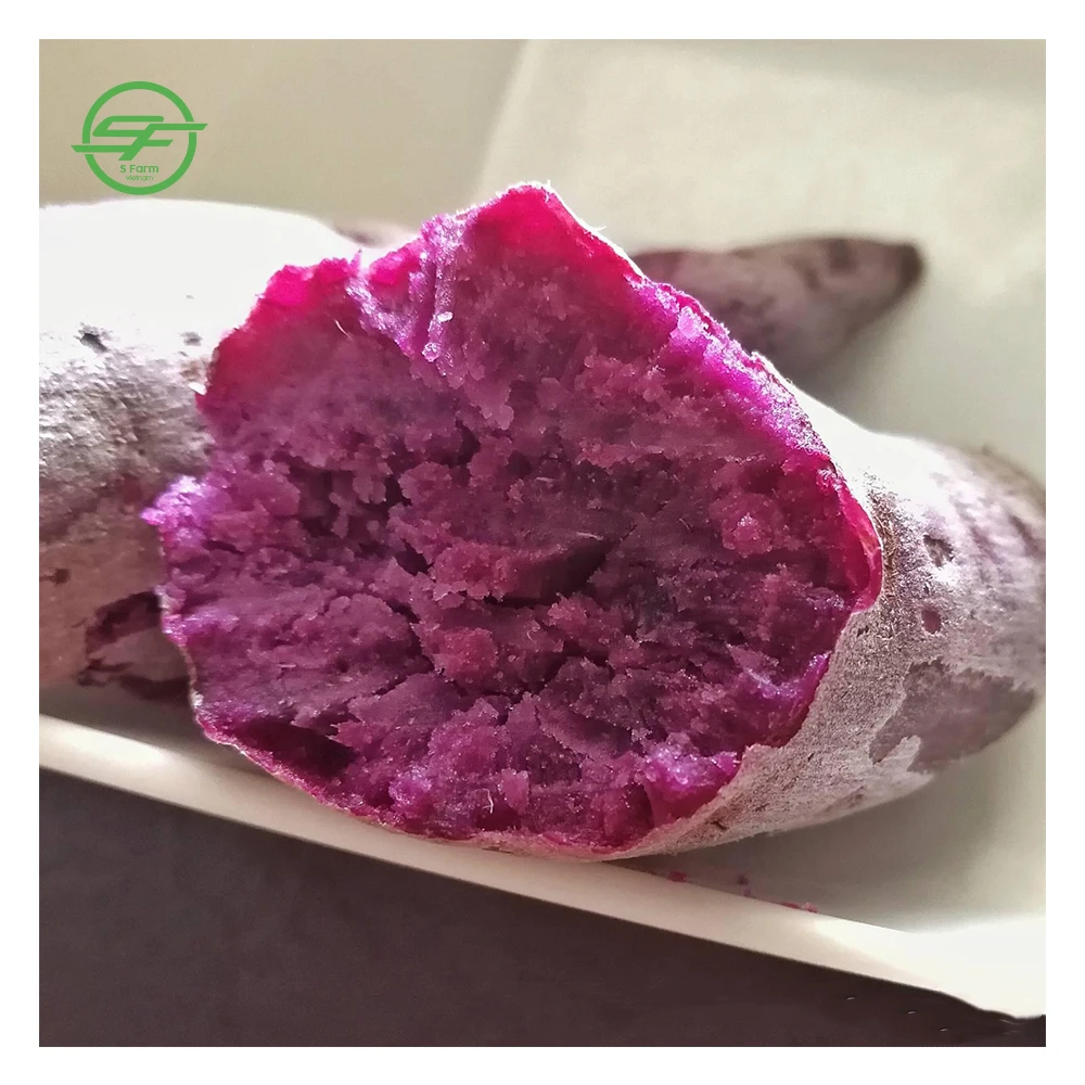 High quality fresh Organic sweet purple potatoes from Vietnam(Whatsapp/zalo/wechat: +84 912 964 858)