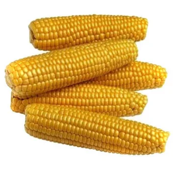 Organic Yellow Maize/Corn for Animal Feed