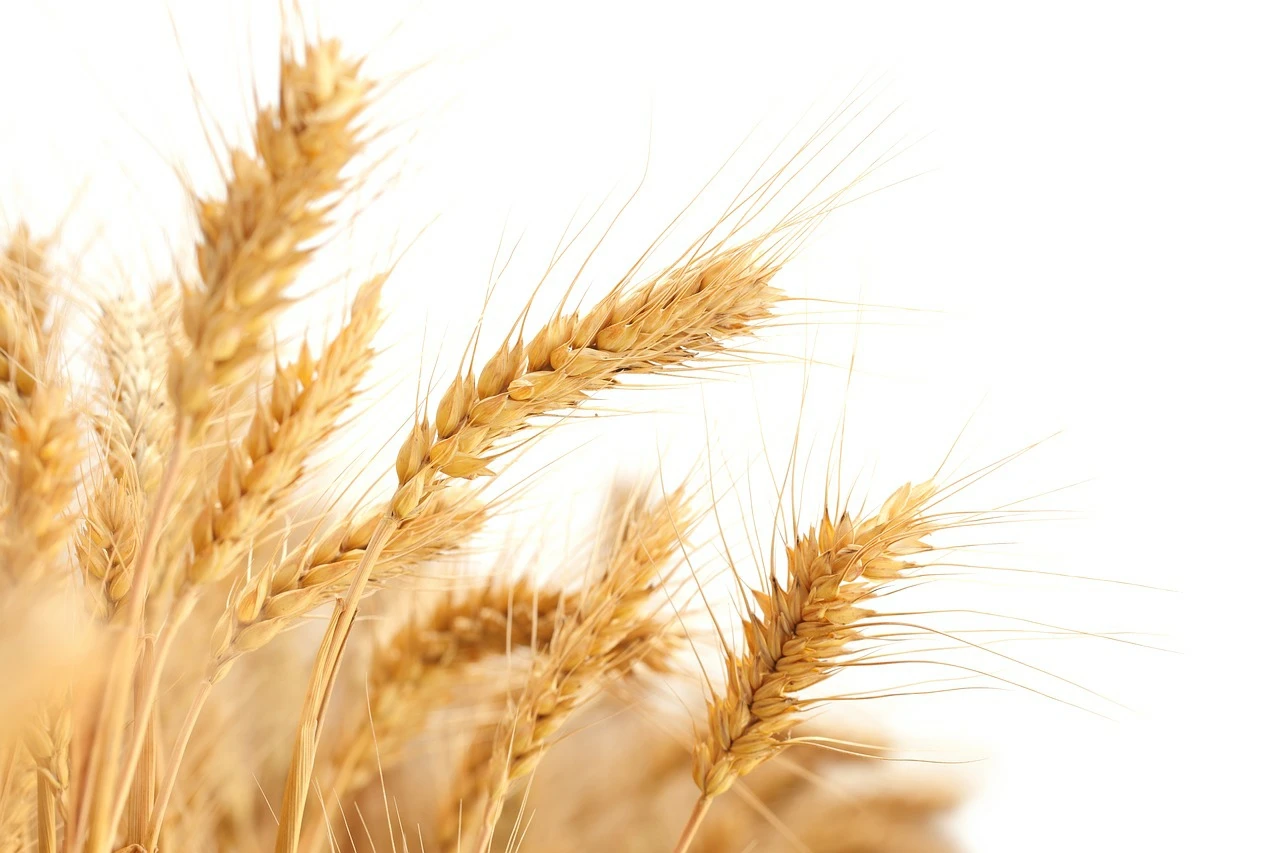 Bulk Wheat Grain Indian Sortex Wheat
