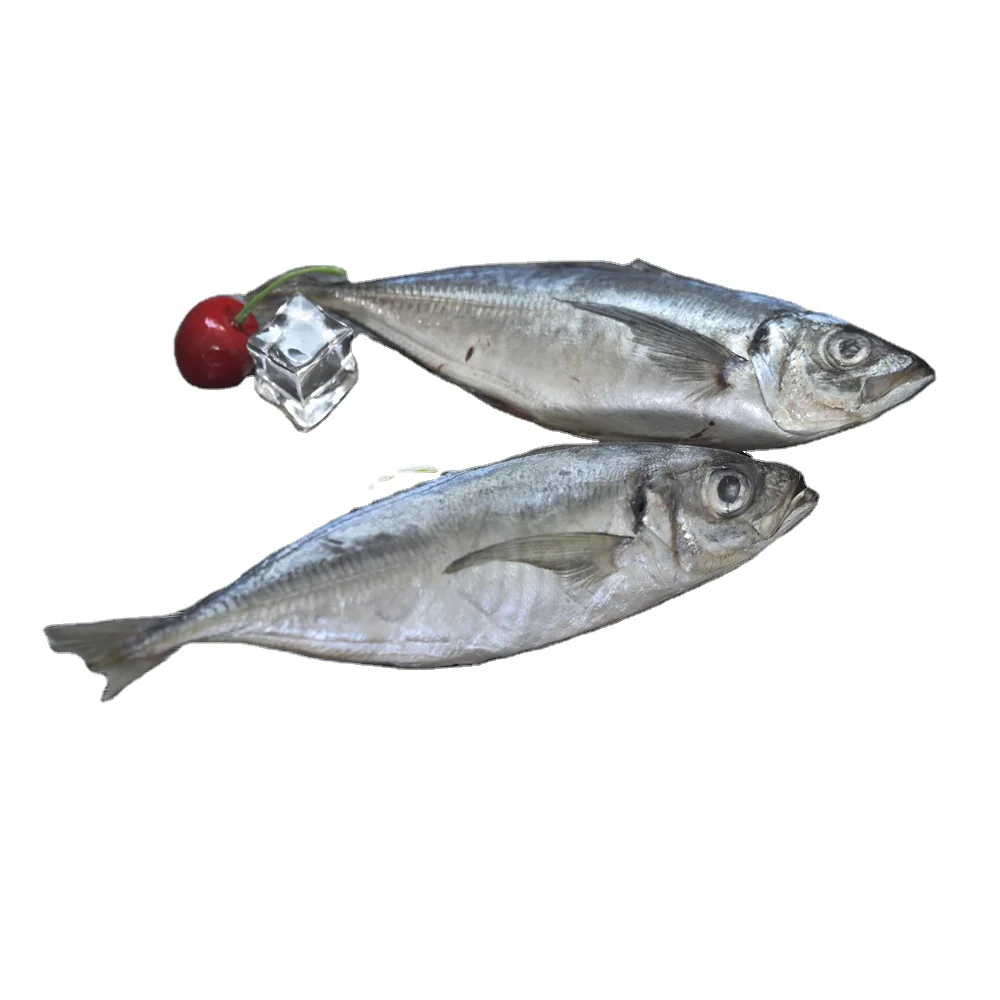 Frozen Horse Mackerel Trachurus Japonicus Whole Dried Fish With Round Fat Water Preserved Packaged in Bulk Bag