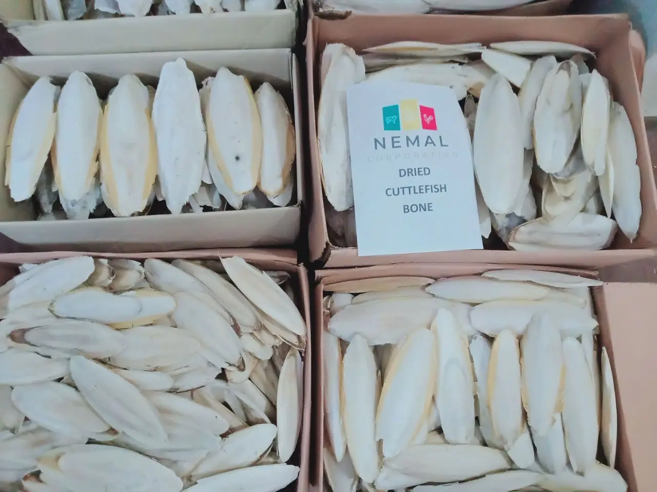 
PAKISTAN DRIED CUTTLEFISH BONE 