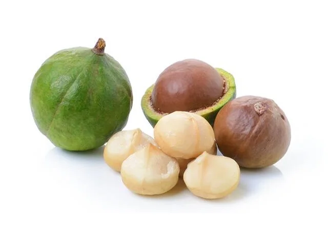 Vietnamese Dried Macadamia Nuts with Shell Best