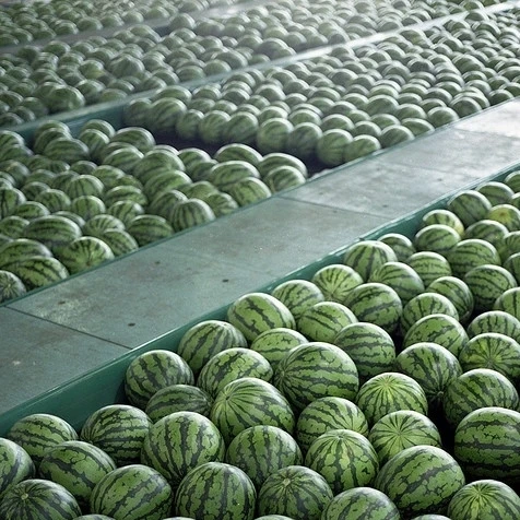 
Fresh water melon/Fresh Melons/ fresh watermelon Wholesale 