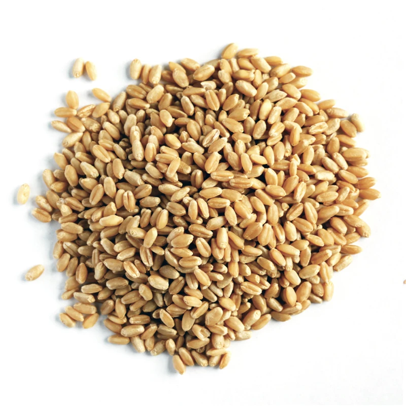 Высокое качество зерна пшеницы для продажи. /Украина лучшее качество зерна пшеницы