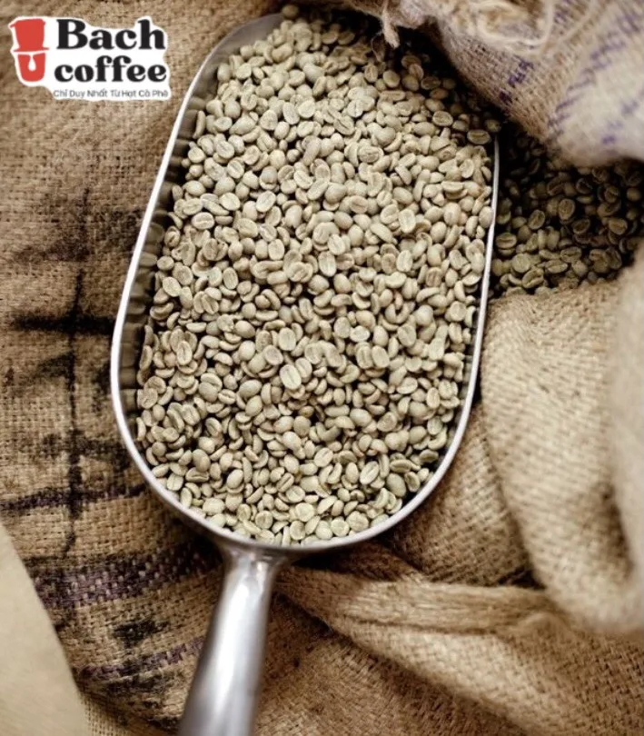 High Altitude Specialty Whole Bean Coffee Medium/Dark Roast - Low Acid Single Sourced Gourmet Beans Best