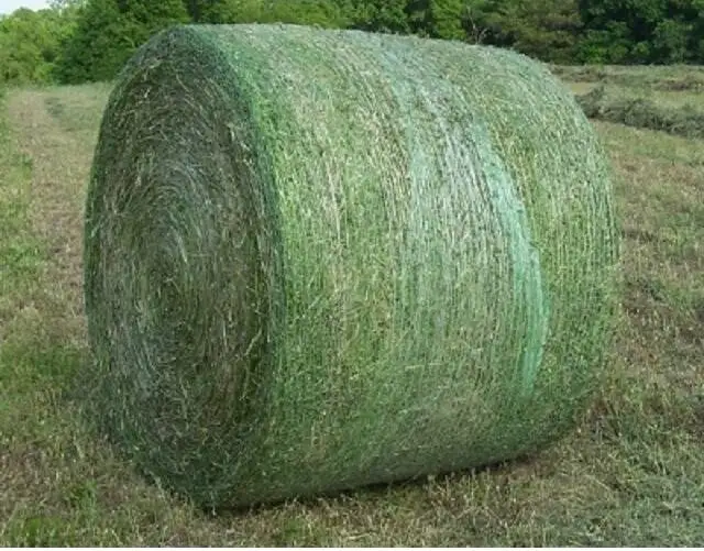Super Top Quality Alfafa Hay for Animal Feeding Stuff Alfalfa / Timothy / Alfalfa Hay for Sale