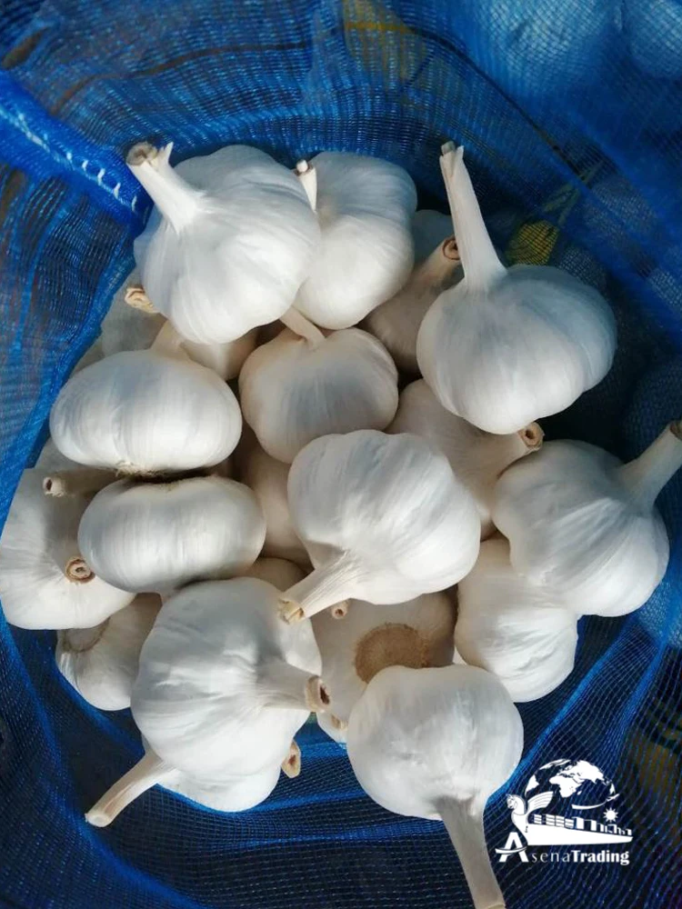 Top quality persian Garlic big size competitive prices